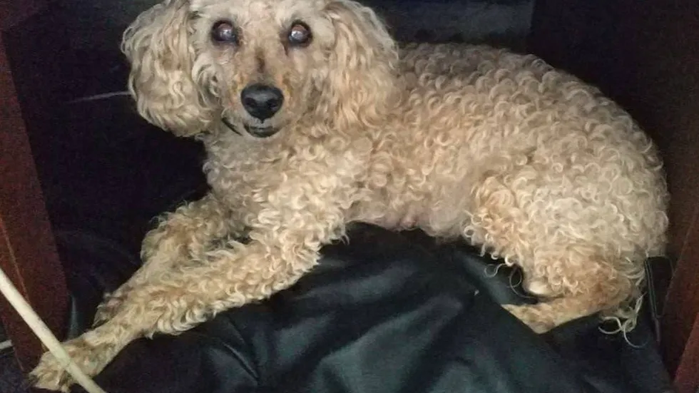 Фото из свободных источников