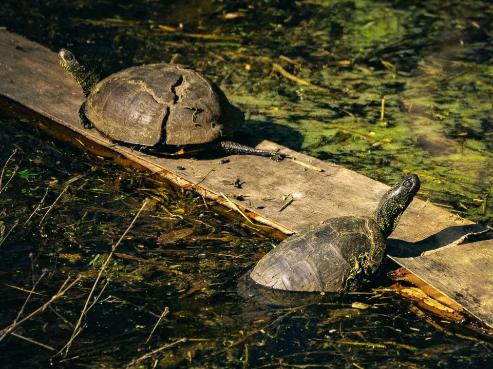 Фото: Дмитрий Блинков&nbsp;