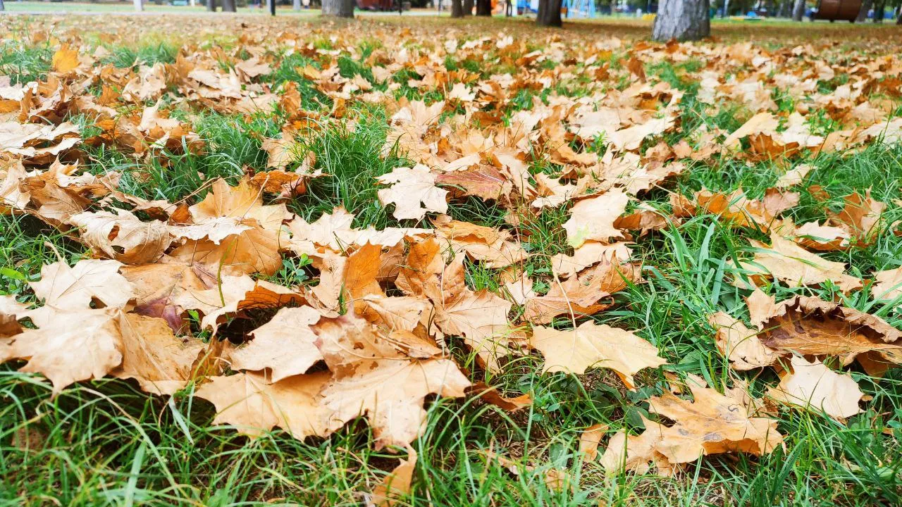 Фото: REGIONS\Елена Забелина