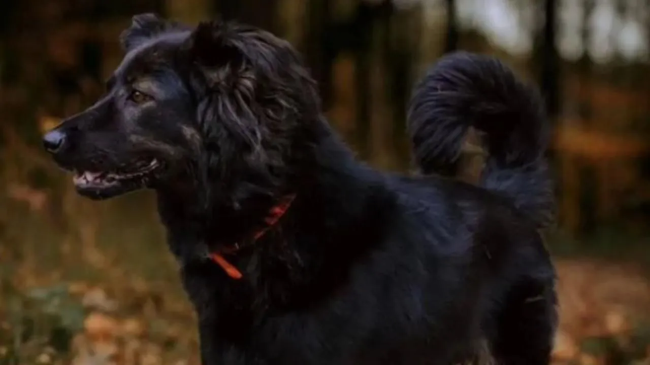 городская доска объявлений