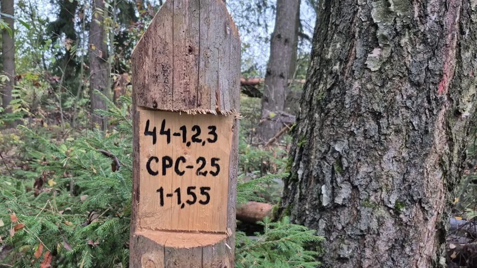 Фото: Ступинский филиал ГКУ МО «Мособллес»