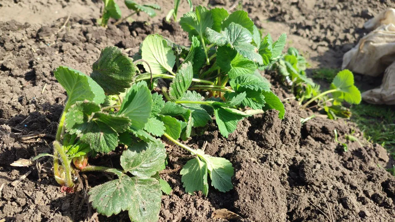 Фото: Елена Фурман