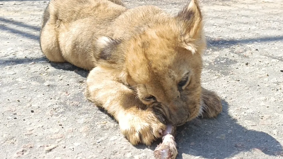Фото: МедиаБанк Подмосковья/Екатерина Дятловская