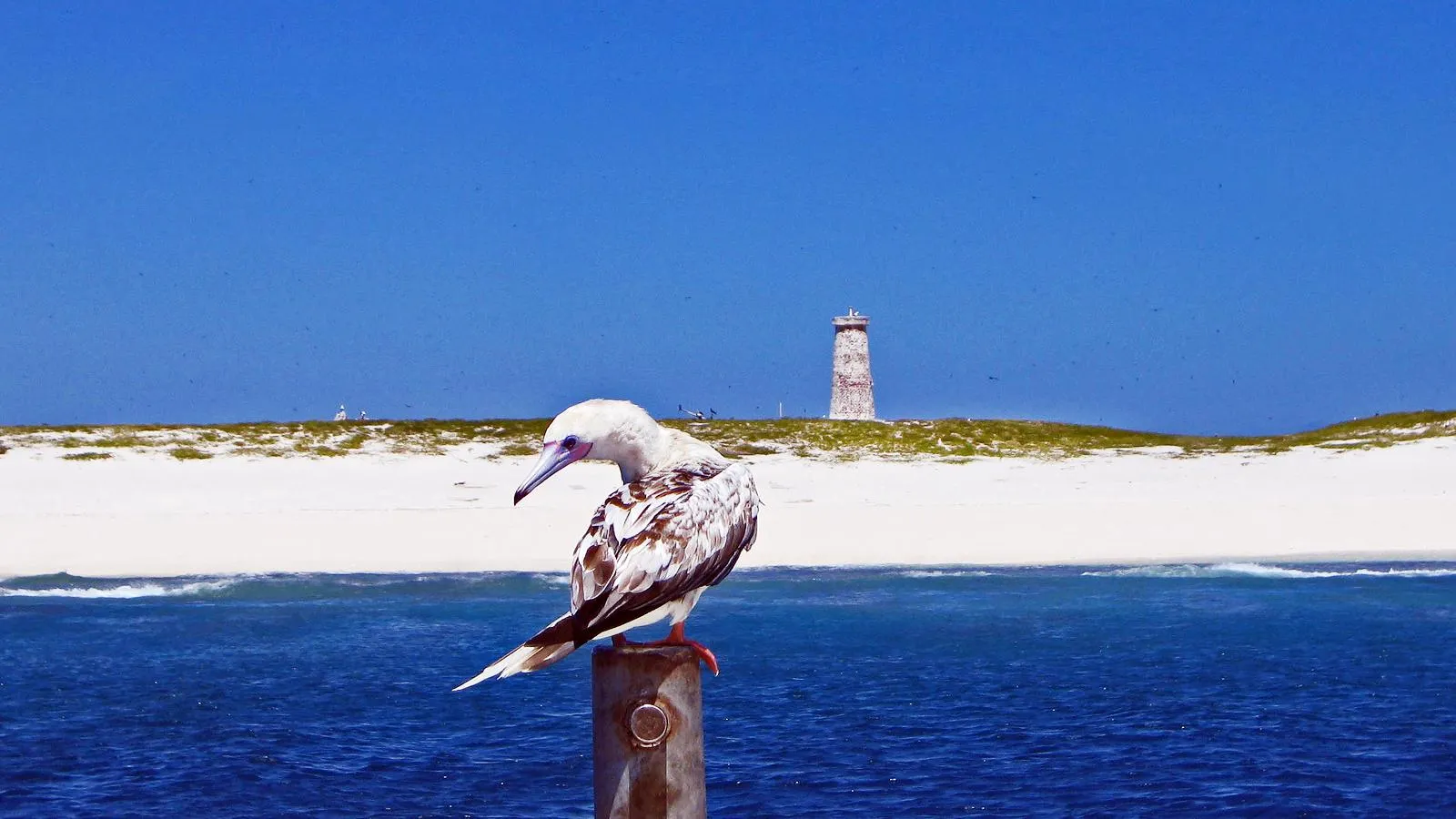 Американский остров Бейкер и один из производителей гуано. Joann94024