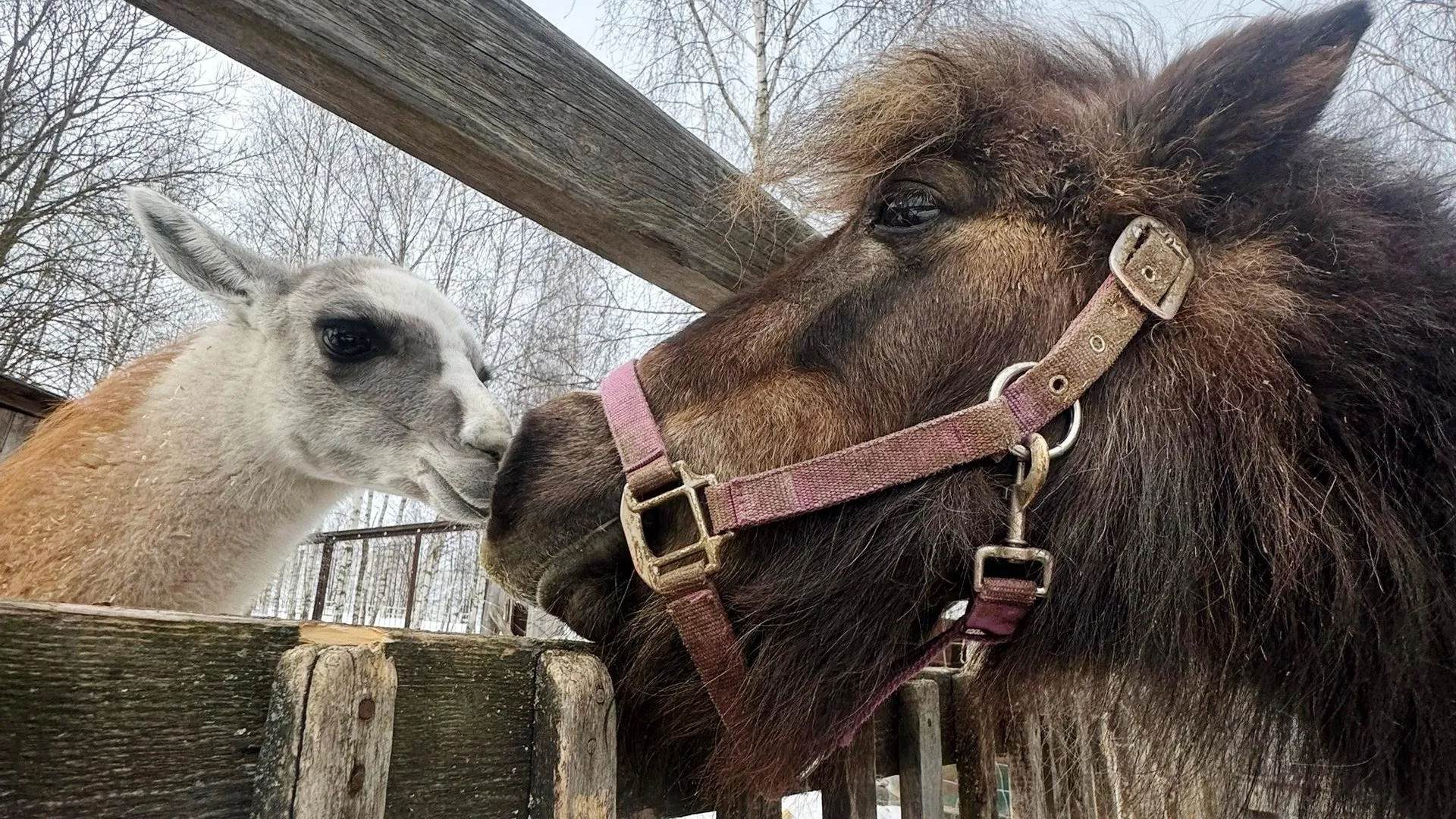 Кино-зоостудия «Ковчег»