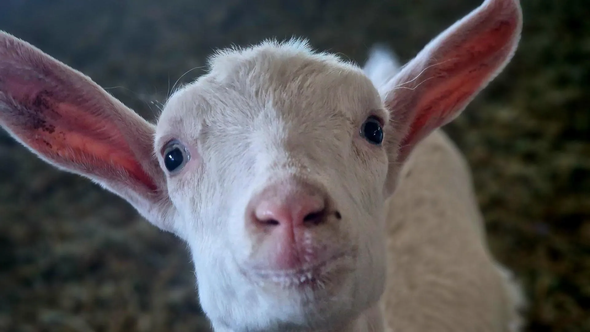 REGIONS/Ольга Шаронова