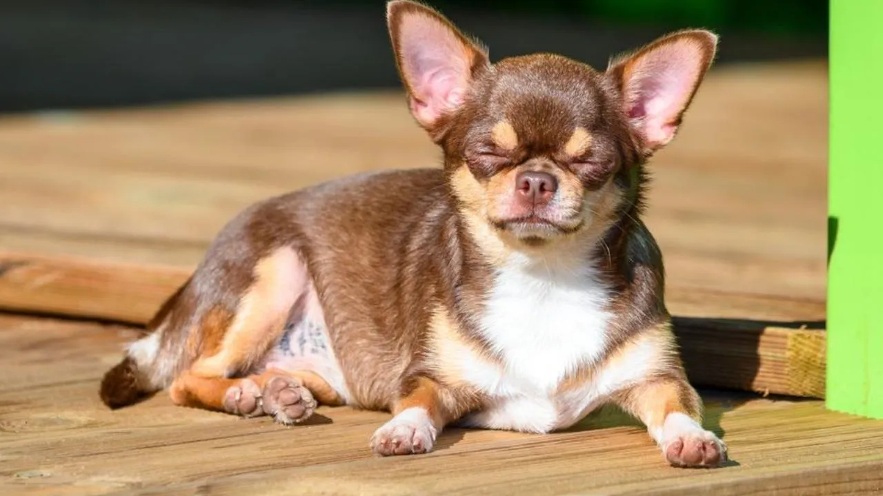 медиасток.рф