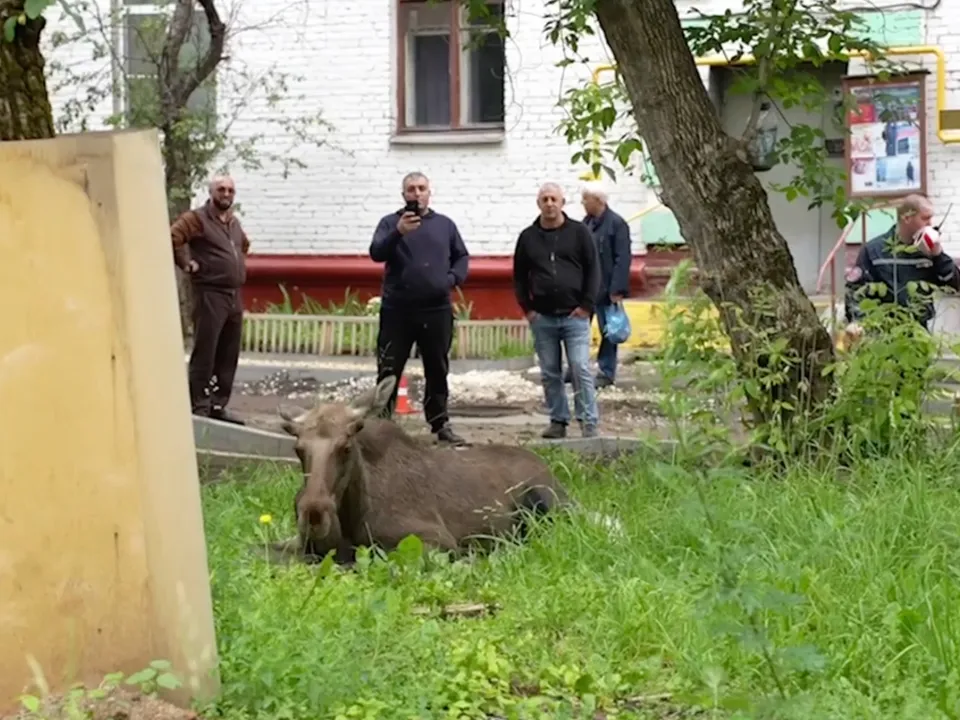Фото: t.me/elk_island_national_park