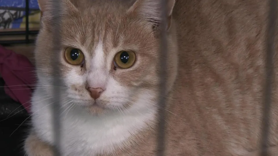 Фото: администрация г.о. Дубна