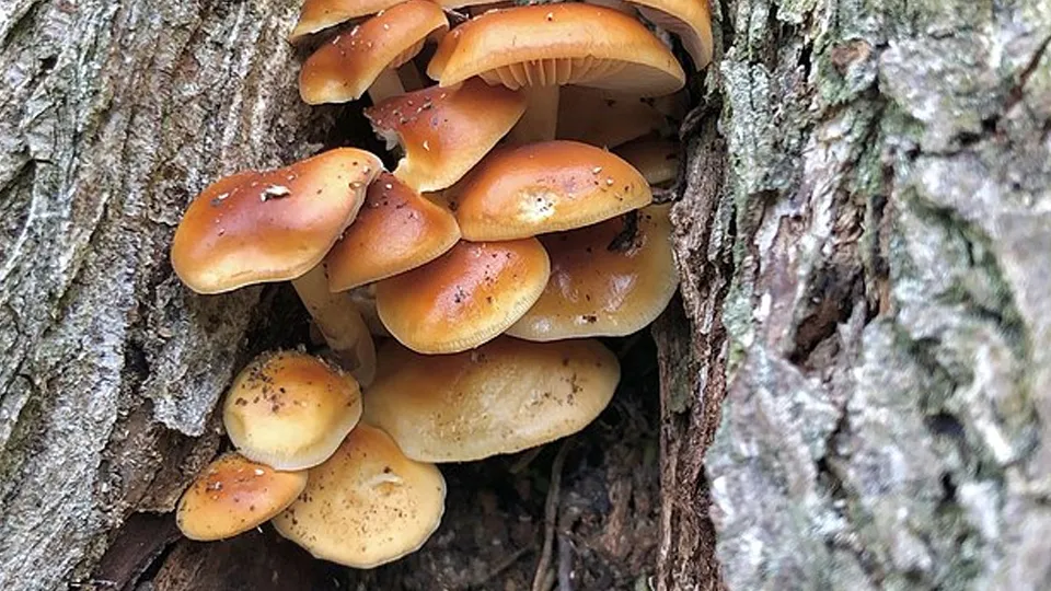 Фото: commons.wikimedia/Fluff Berger