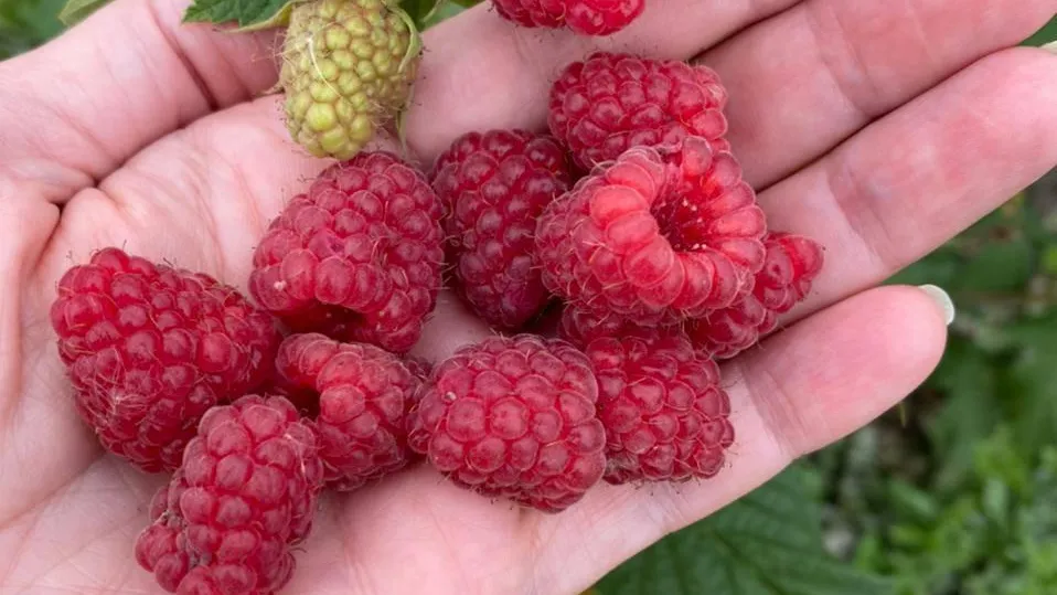 Источник: Министерство имущественных отношений Подмосковья