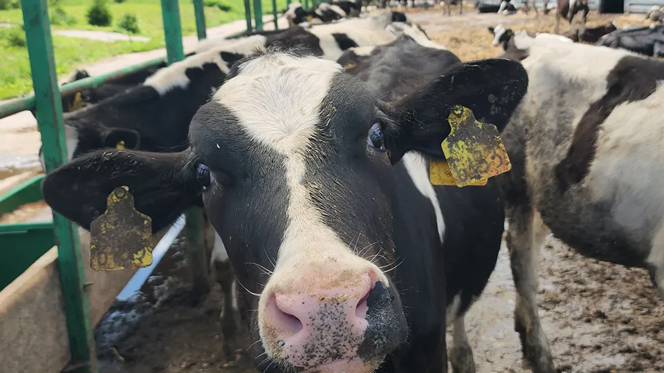 Фото: МедиаБанк Подмосковья/Валерий Гореловский