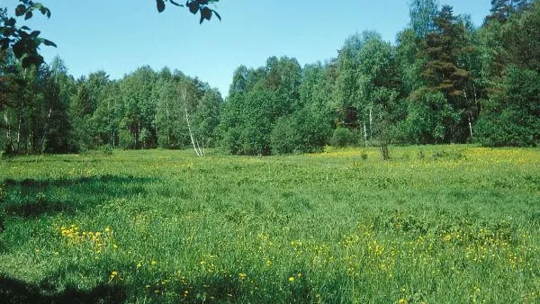 В связи с жарой в лесах области усилят патрулирование