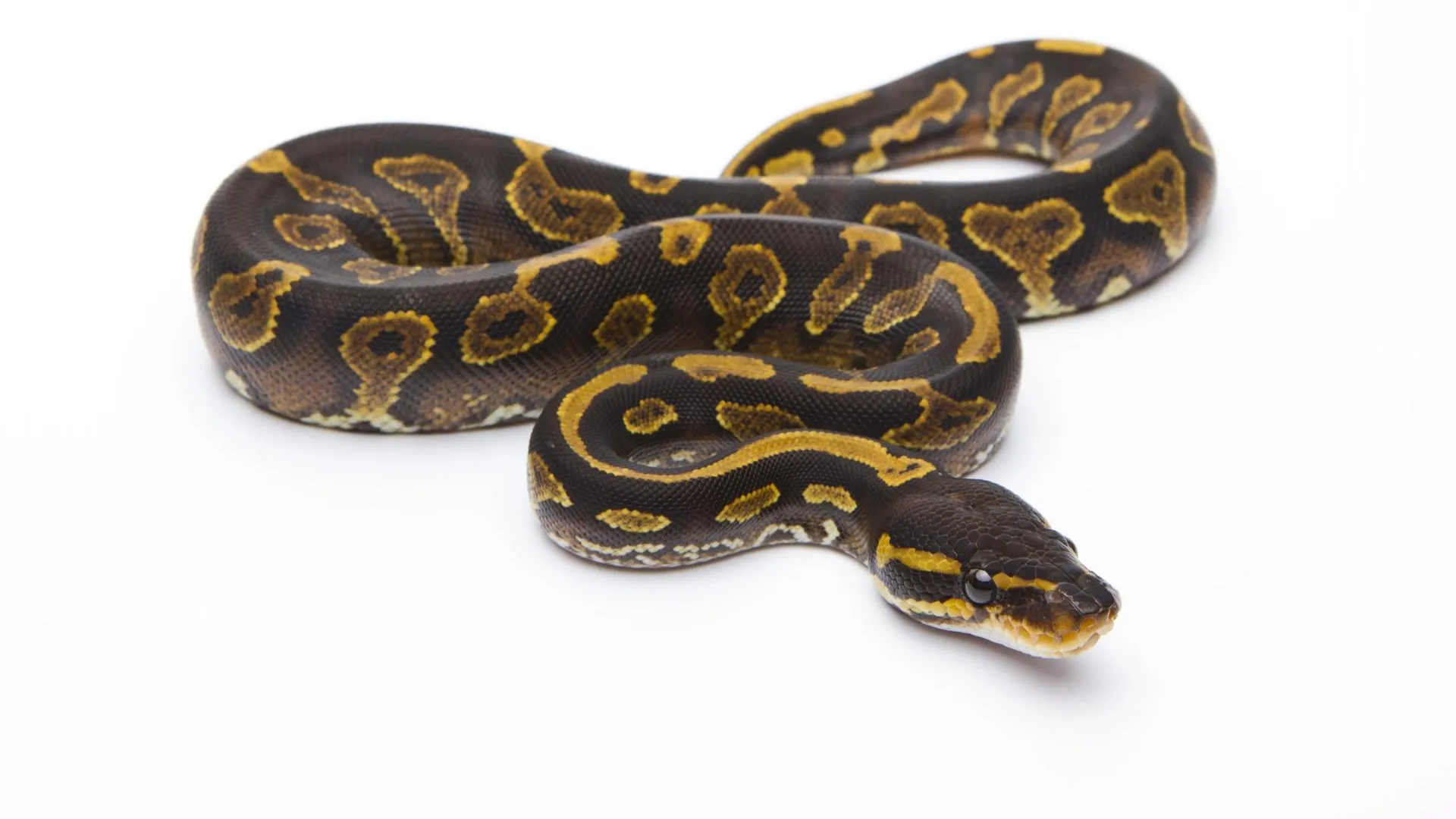 Werner Lang/imageBROKER.com