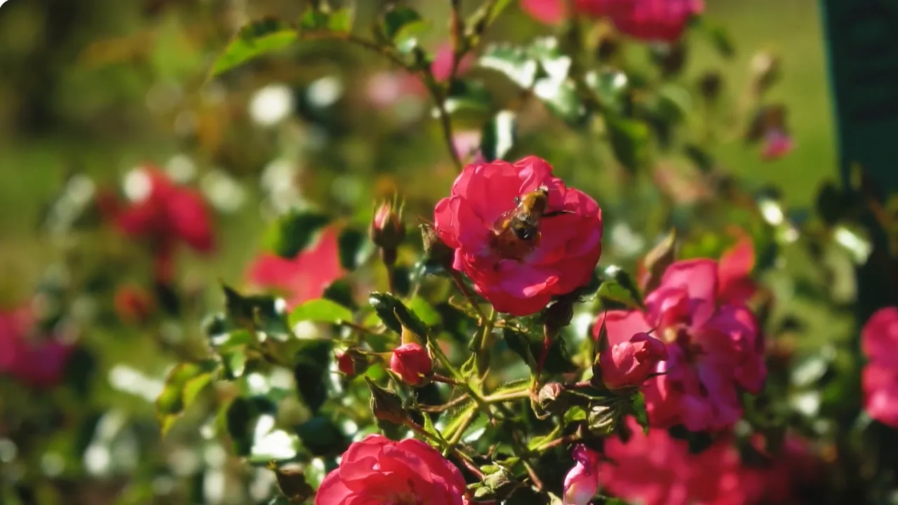 youtube.com/Green Tips — Дизайн современного сада