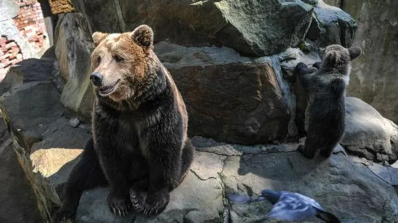 В Шаховской на кладбище пришел медведь