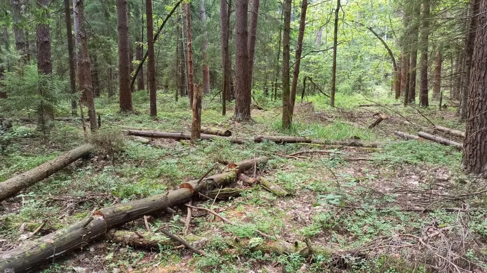 Фото: Комлесхоз МО