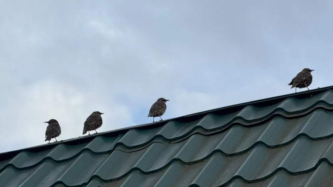 REGIONS/Илья Попов