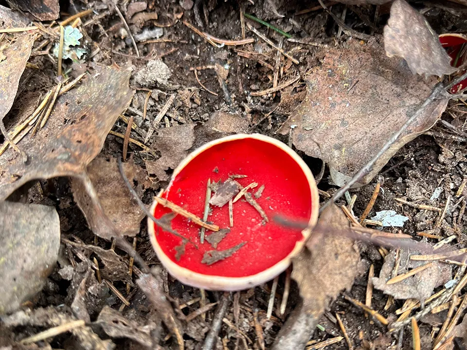 Фото: t.me/postpushkino