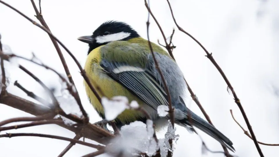 Фото: t.me/chekhovmuseum