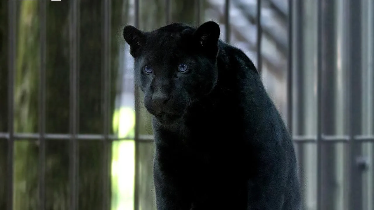 МедиаБанк Подмосковья/Андрей Автухов