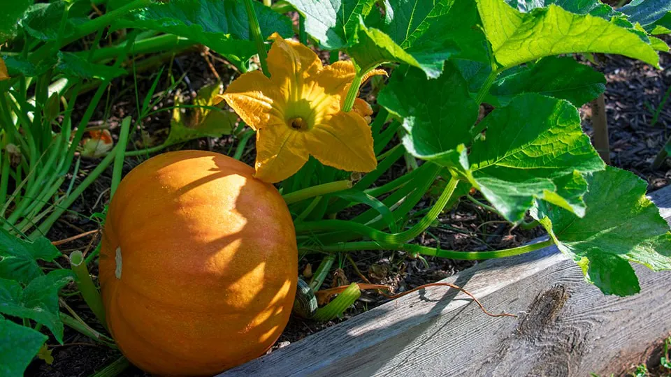 Фото: istockphoto.com/JENNIFER E. WOLF