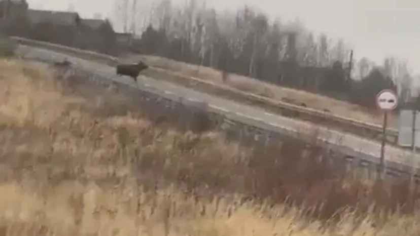 Фото скрин видео соцсети.