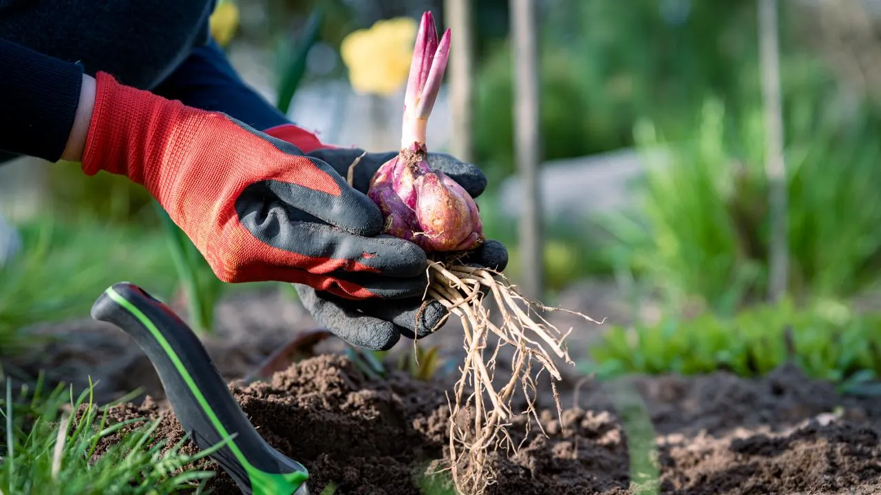 istockphoto.com/Damian Lugowski