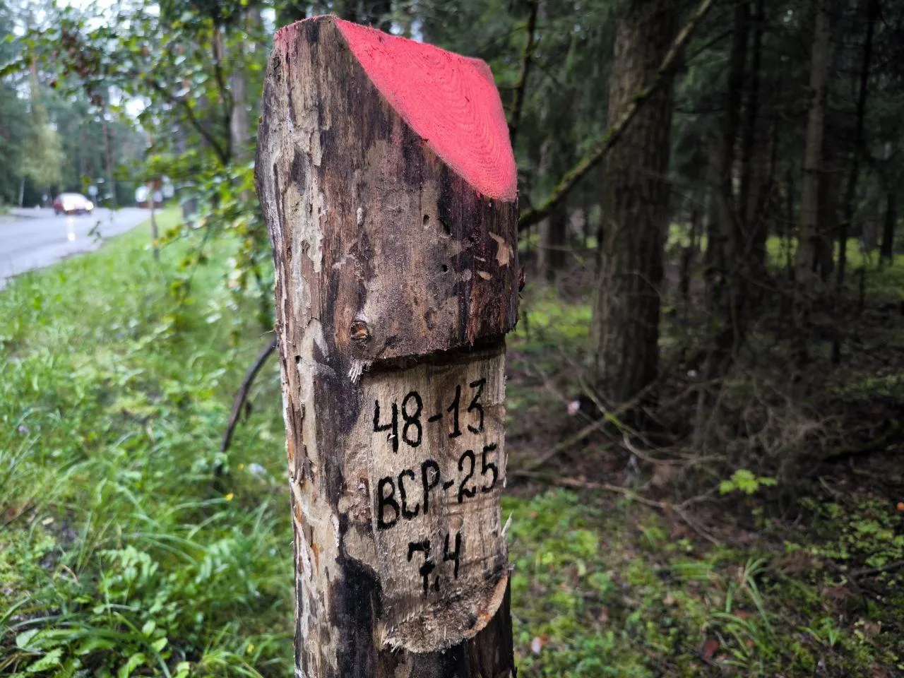 Фото: егорьевский филиал ГАУ МО «Мособллес»