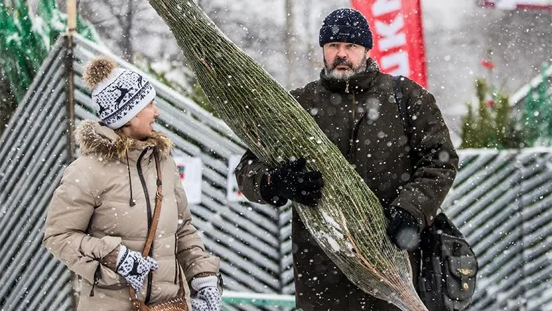 С помощью подмосковных специалистов выясняем, какая елка лучше: живая или искусственная