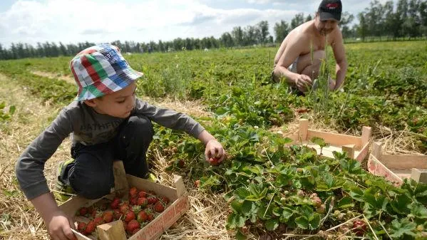 Сбор клубники в совхозе им Ленина закончится через неделю