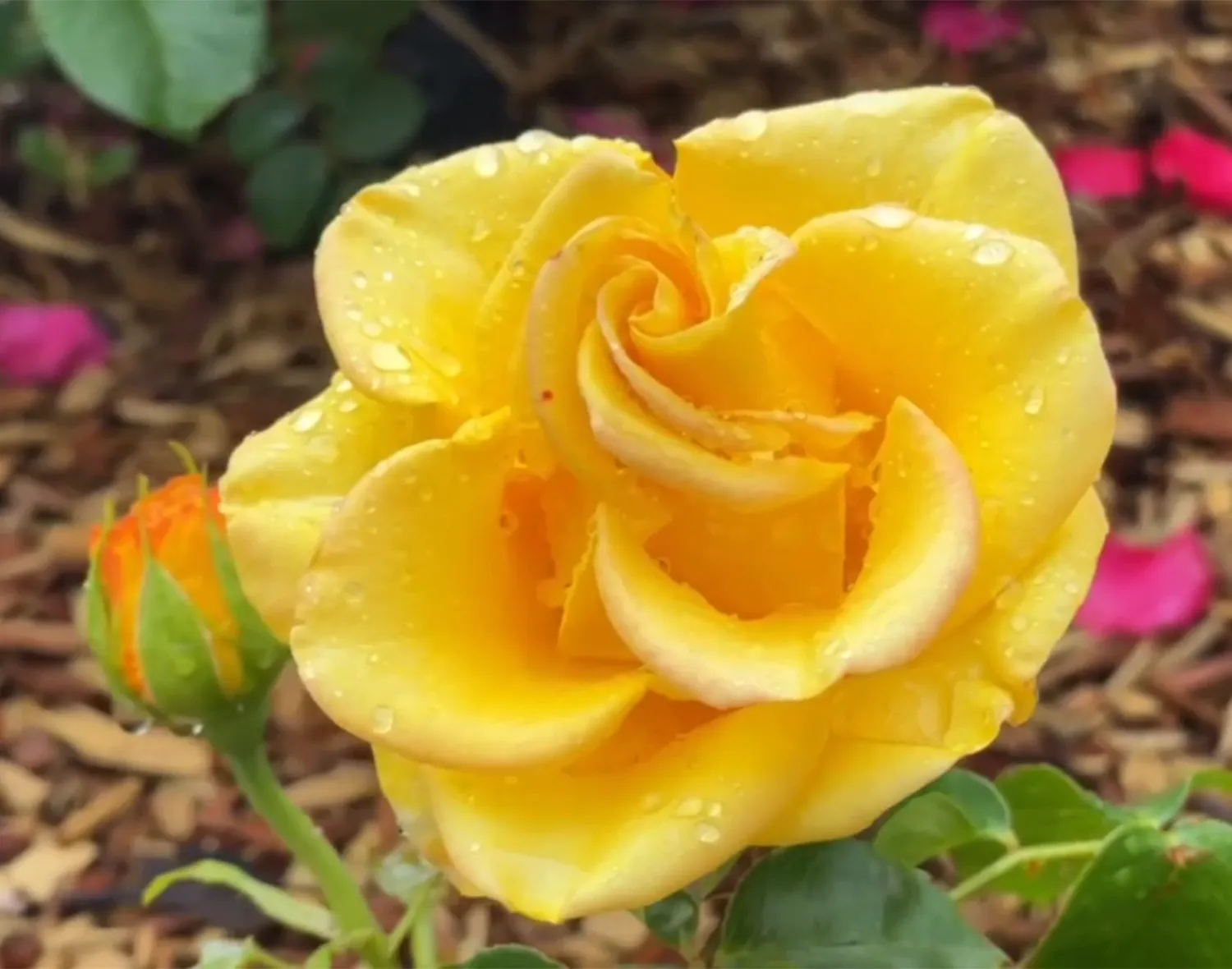 Фото: пресс-служба администрации м.о. Зарайск