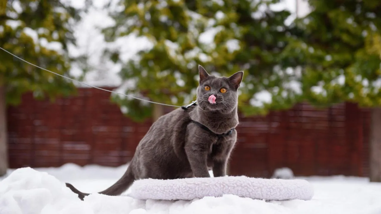 Кошка-морж покорила соцсети: морозостойкий пушистик из Одинцово красуется на поводке даже в −20 °C