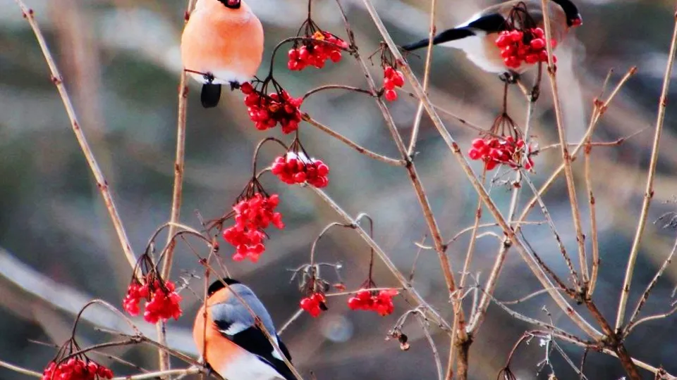 Фото: Ольга Калинина