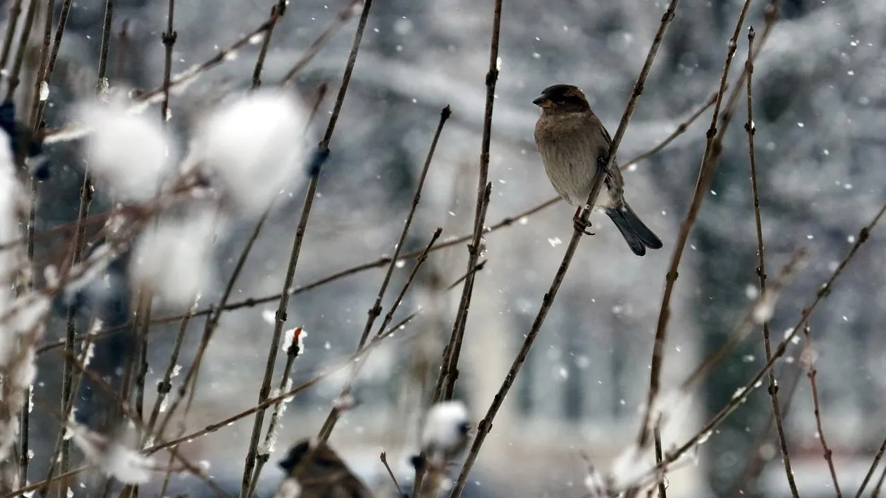 медиасток.рф