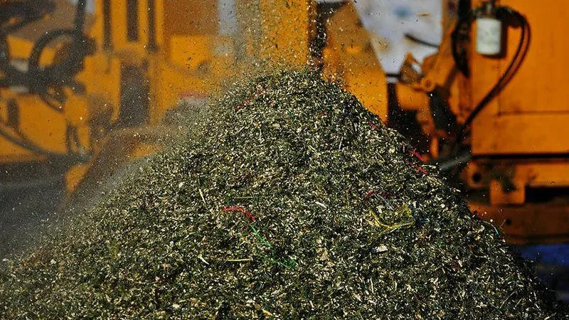 В Истре местные жители собрали более 50 кубометров елей в рамках акции «Подари своей елке вторую жизнь»