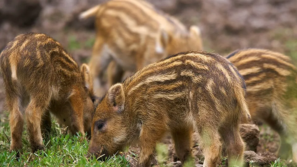 Фото: istockphoto.com/xalanx