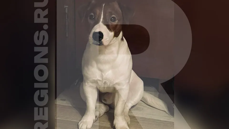Фото предоставлено владелицей собаки