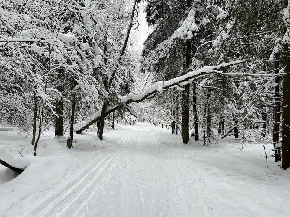 Фото: Комитет лесного хозяйства Московской области