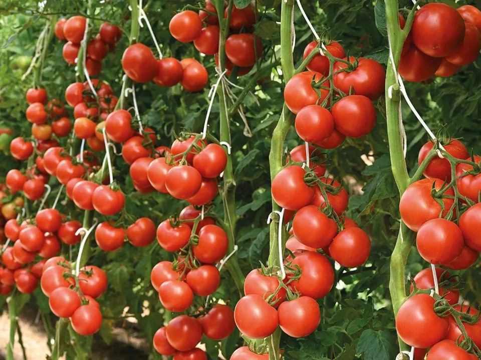 Фото: Министерство сельского хозяйства и продовольствия Московской области