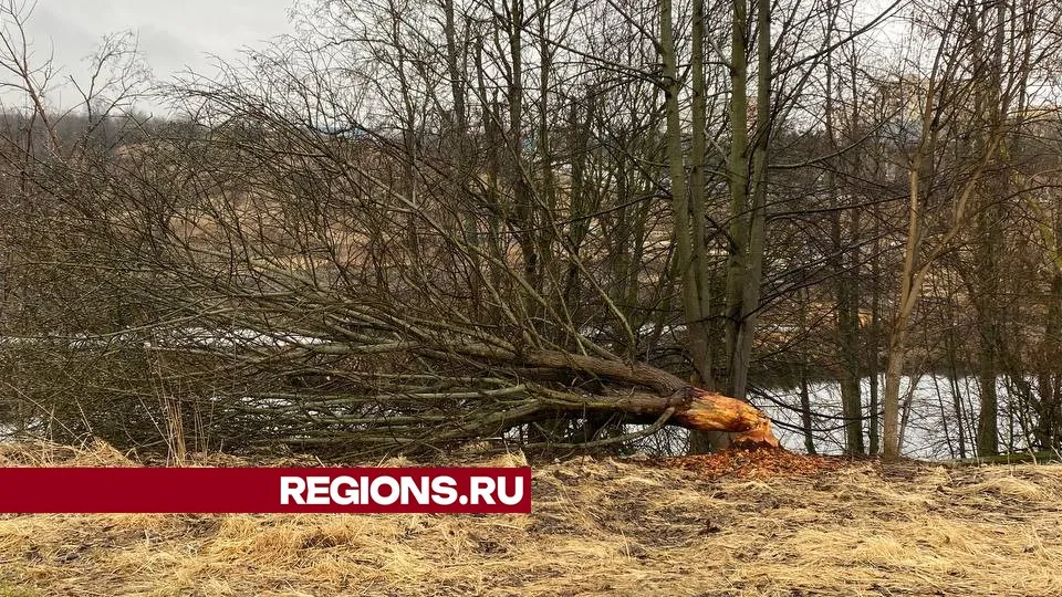 Фото: Дарья Орнадская