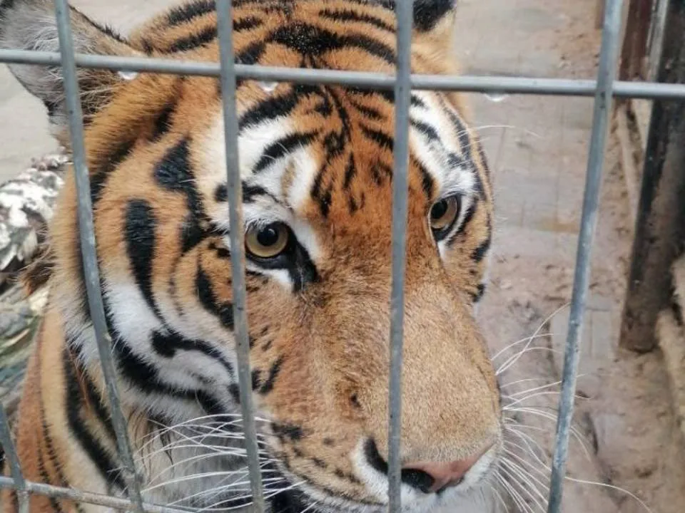 Фото: ООО&nbsp;«Простар плюс»