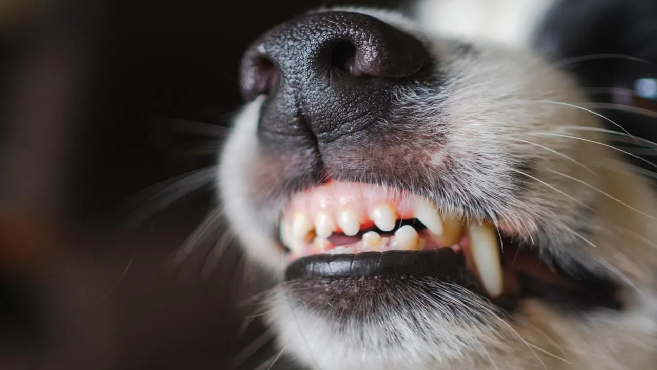 Восемь верных стражей: собаки согрели и защитили упавшего хозяина в Щелкове