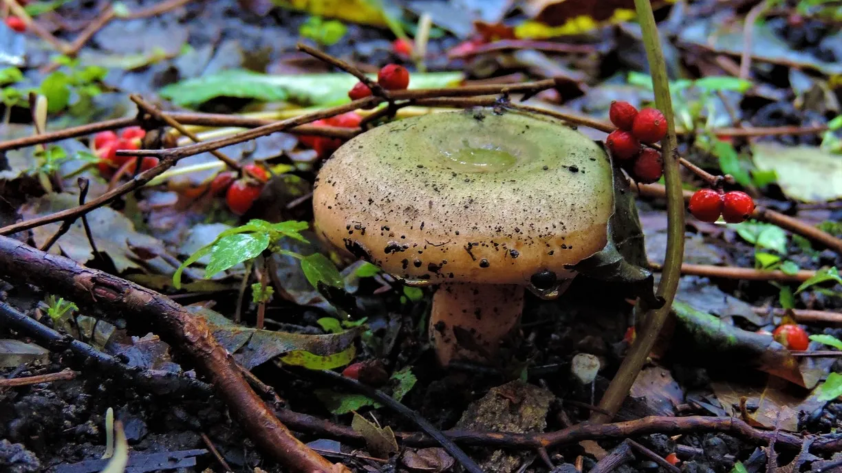 Фото: wikigrib.ru