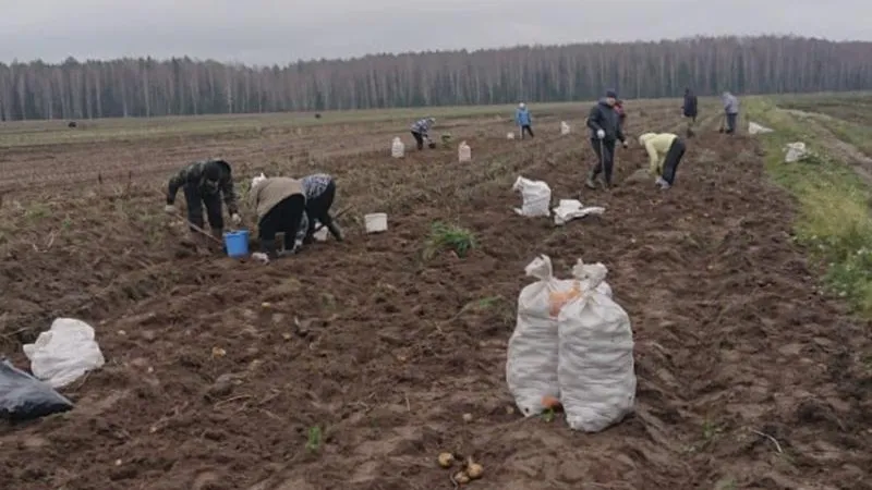 Агрохолдинг бесплатно отдал жителям Клина участок поля с картофелем
