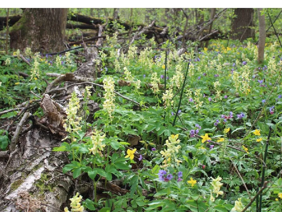 Фото: Воеводин П.В.