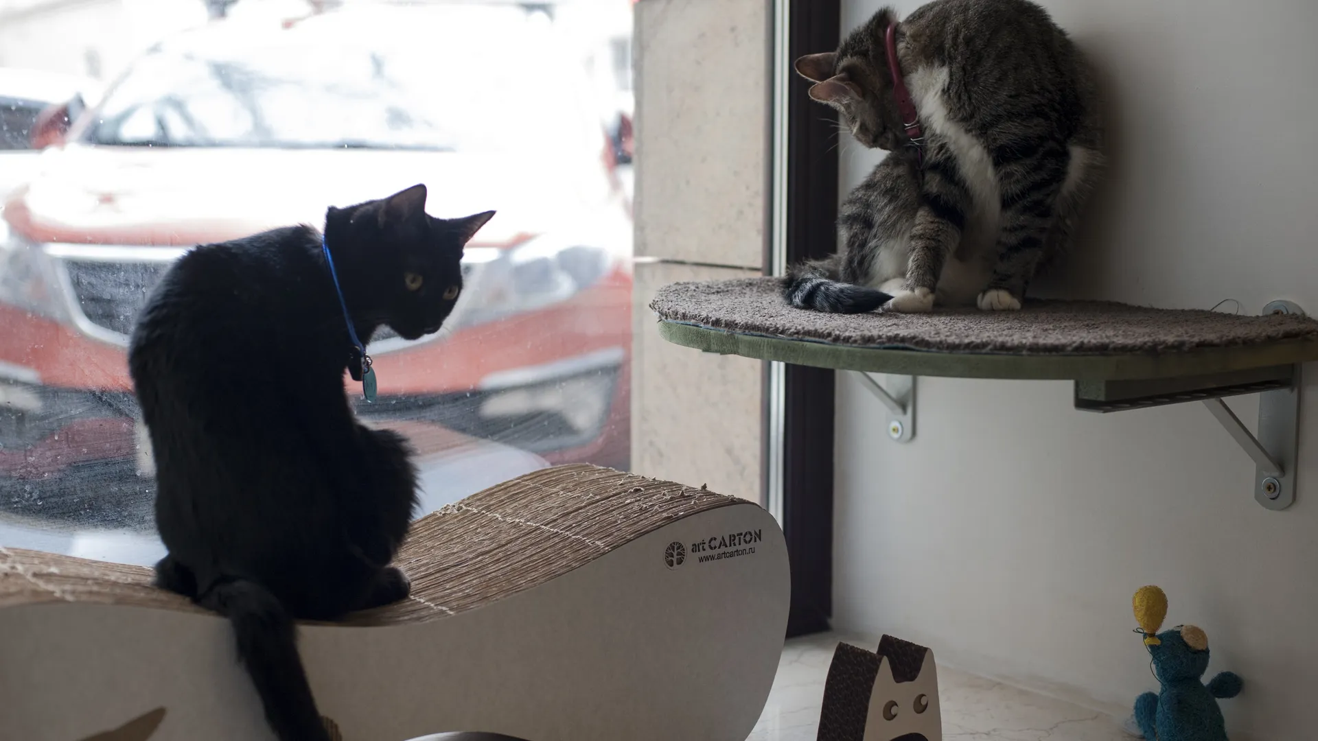 Котокафе «Котики и люди» в Москве
