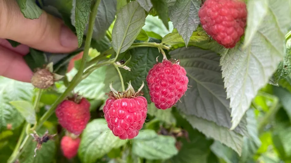 Фото: Министерство сельского хозяйства и продовольствия Московской области