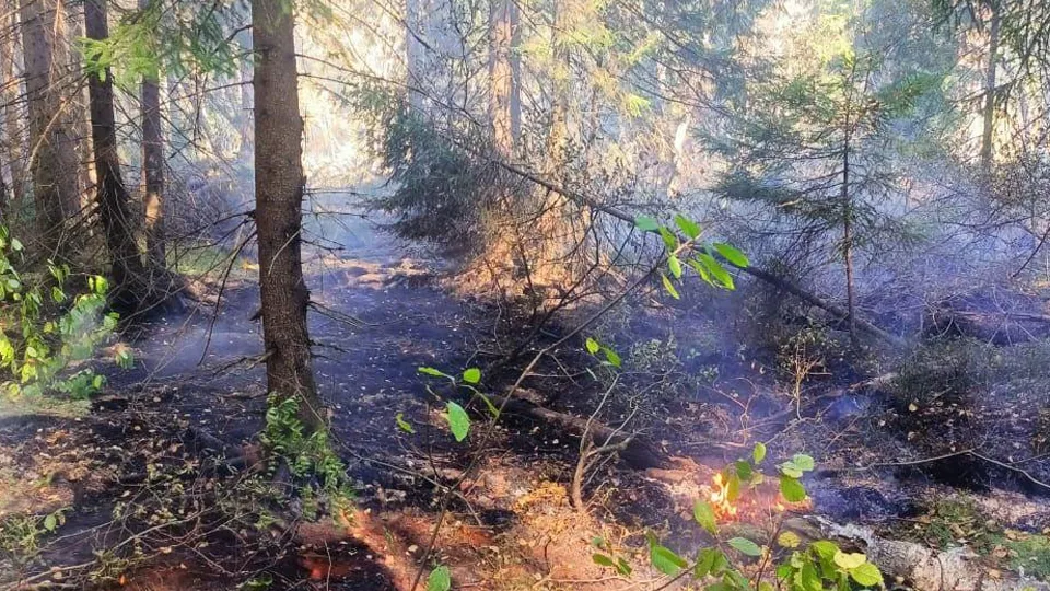 Фото: Комитет лесного хозяйства МО