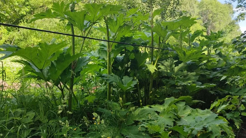 Фото: Елена Забелина